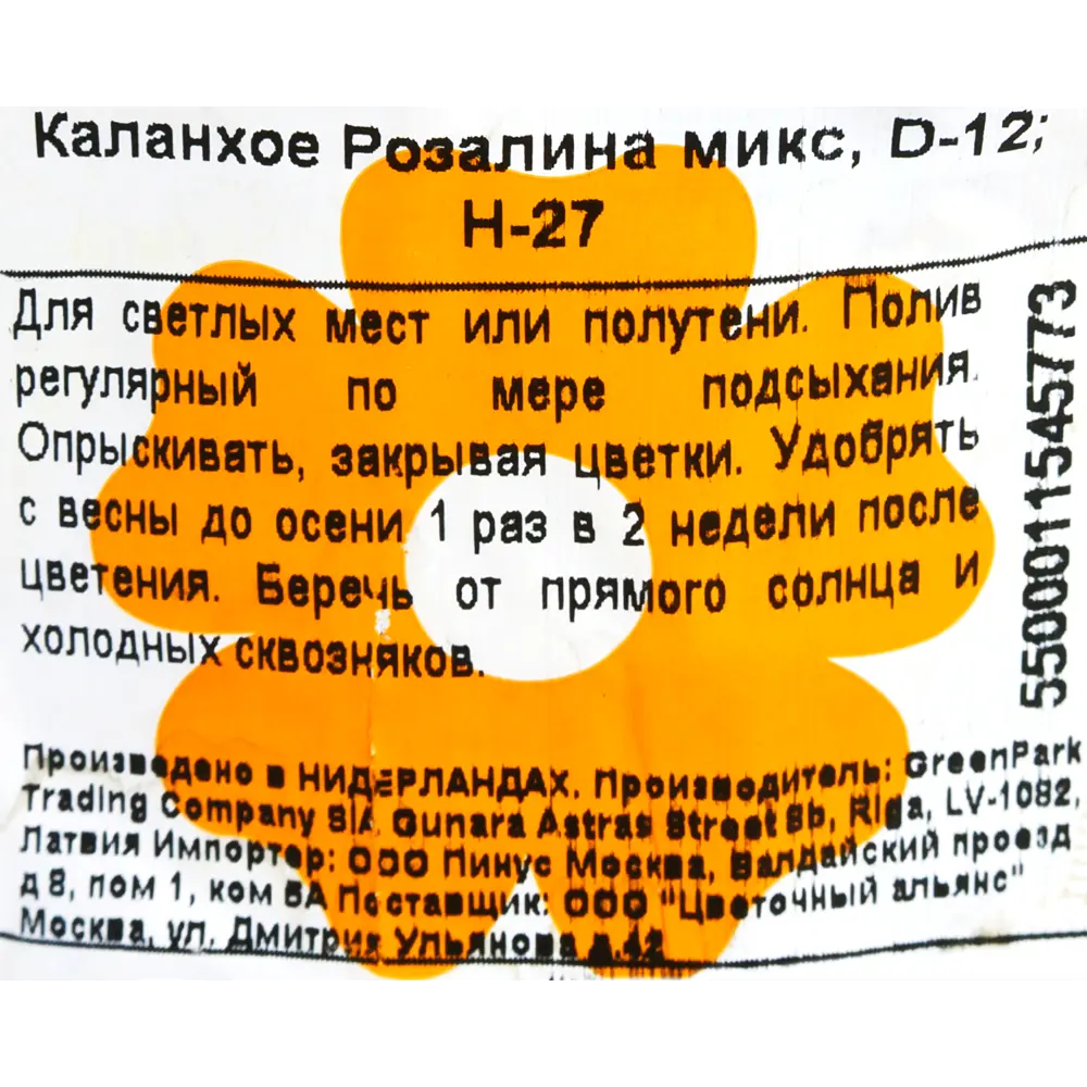 Каланхое «Розалина» микс d12 h27 18785774 STLM-2081900 Santreyd  - Вид №2