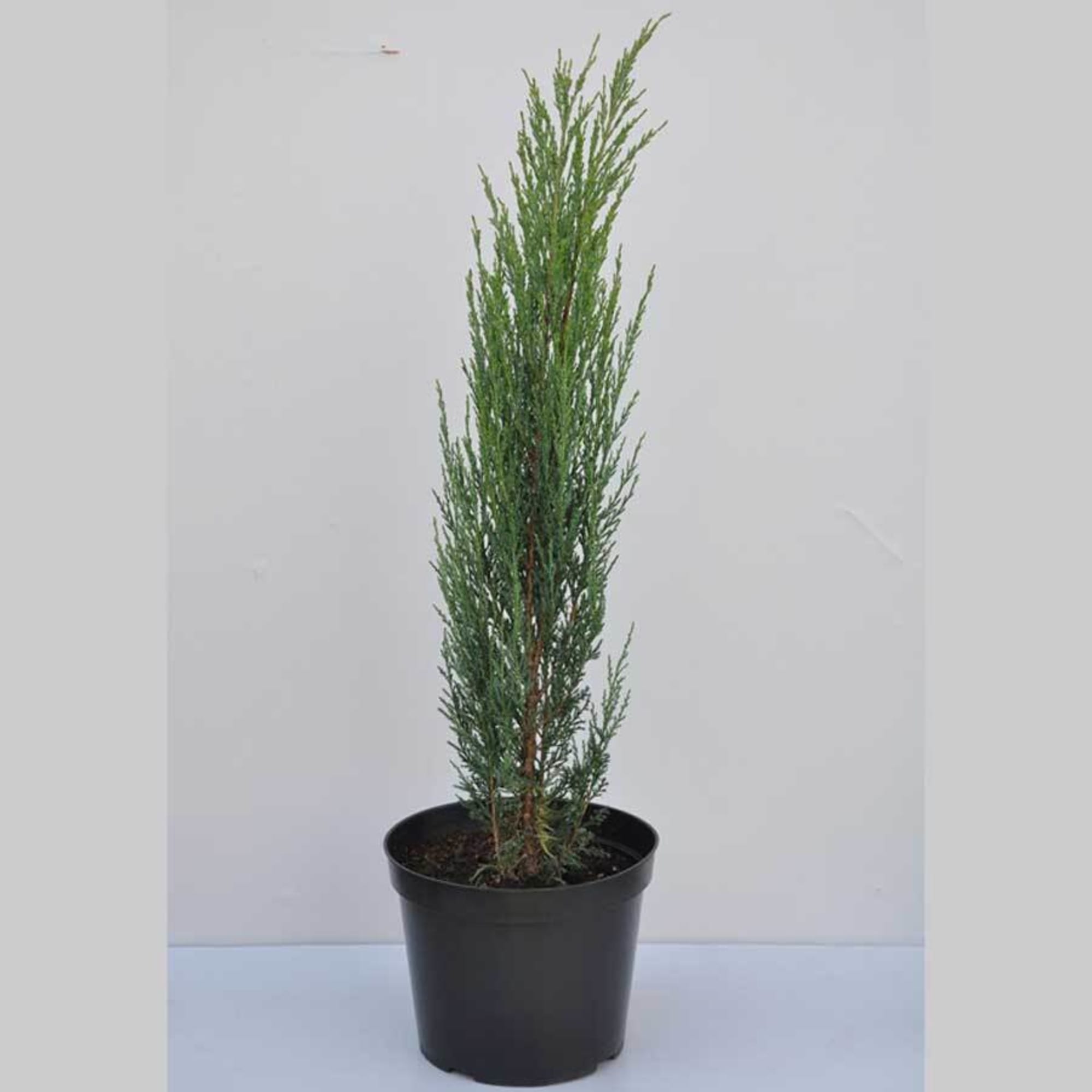 82621051 Можжевельник «Блю эрроу» 17x50 см Santreyd 