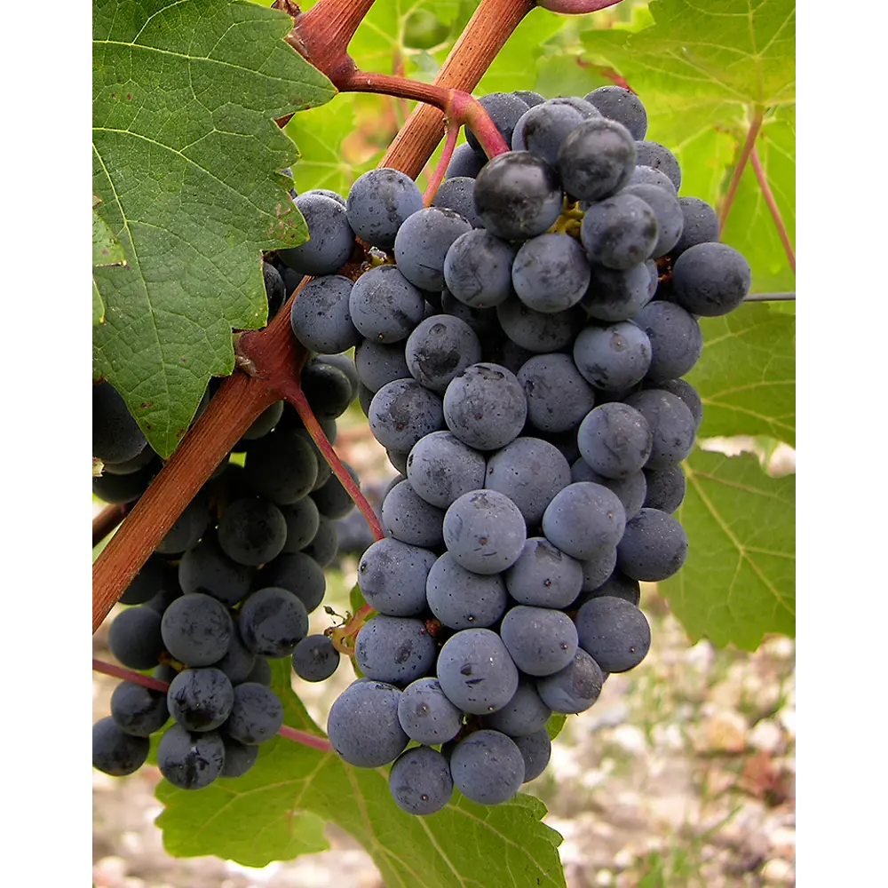 Виноград Каберне Совиньон ø19 h55 см PLANTMARKET STLM-2000495