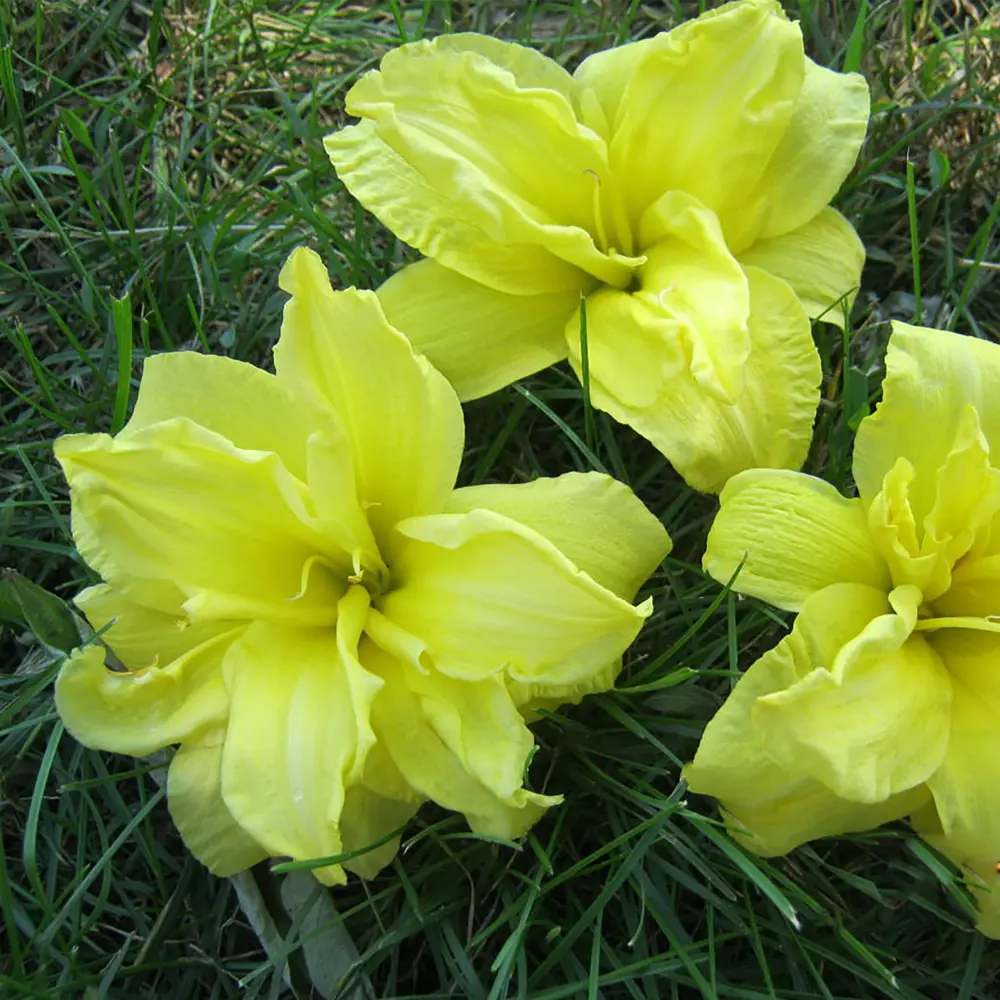 Лилейник «Double River Wye I» GEOLIA STLM-2068480