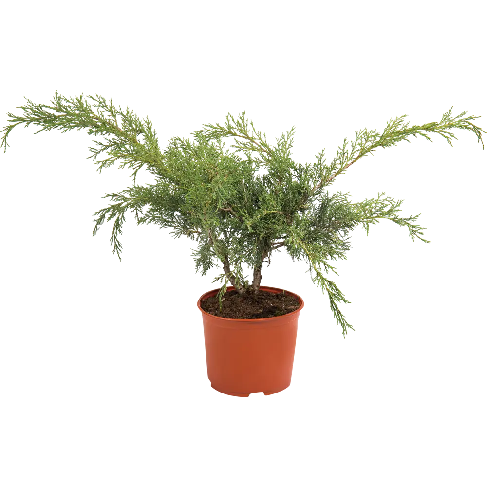 Можжевельник средний пфицериана C3 ГАВРИШ STLM-2055385