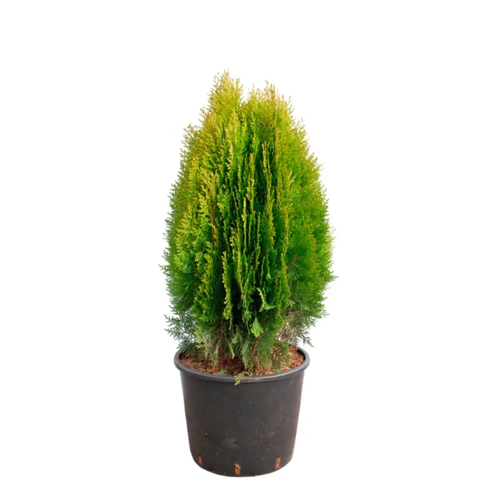 Плосковеточник Ауреа Нана ø13 h20 см 88790180 STLM-2051579 PLANTMARKET 