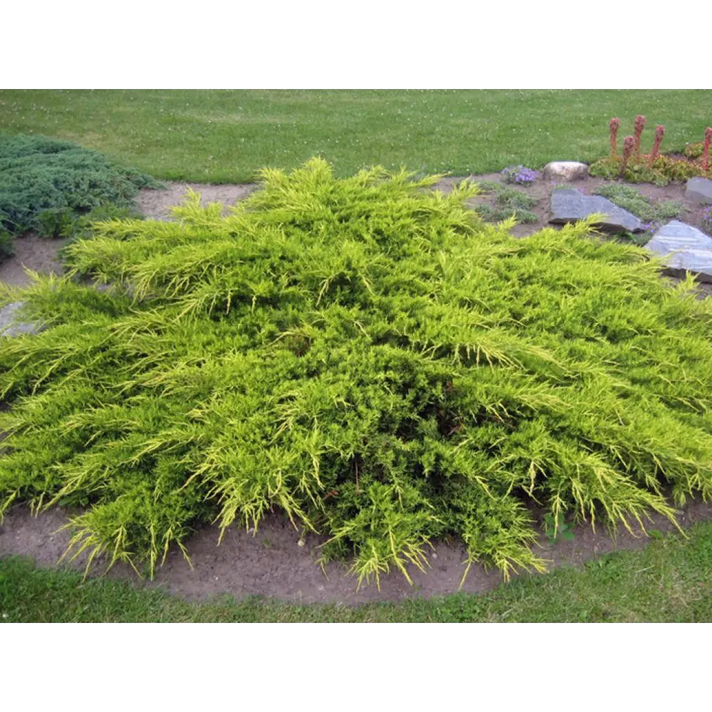 Можжевельник средний Голд Стар ø19 h20 - 40 см 89465449 STLM-2207009 PLANTMARKET 