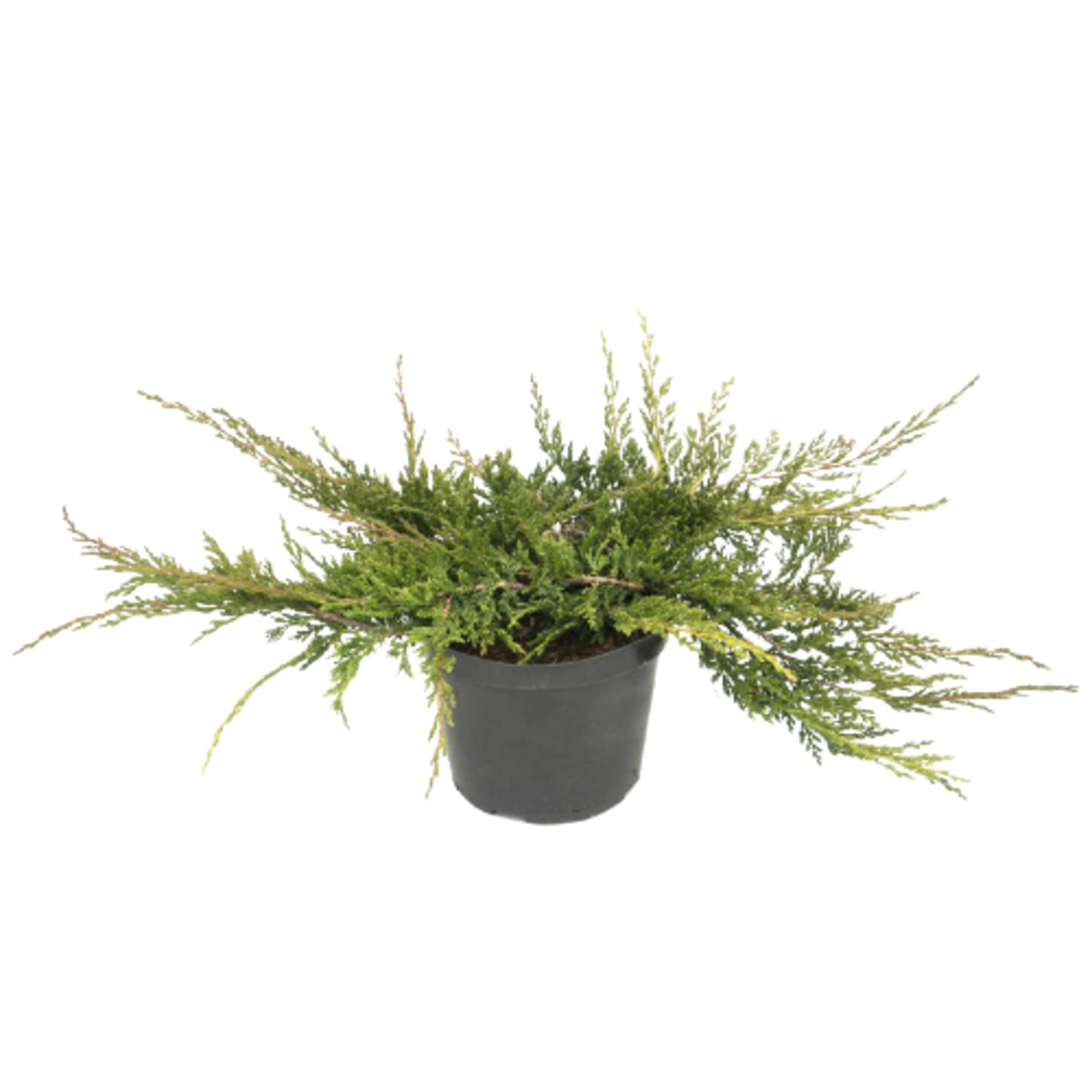 84872956 Можжевельник Принц Оф Уэльс h10 см Santreyd 