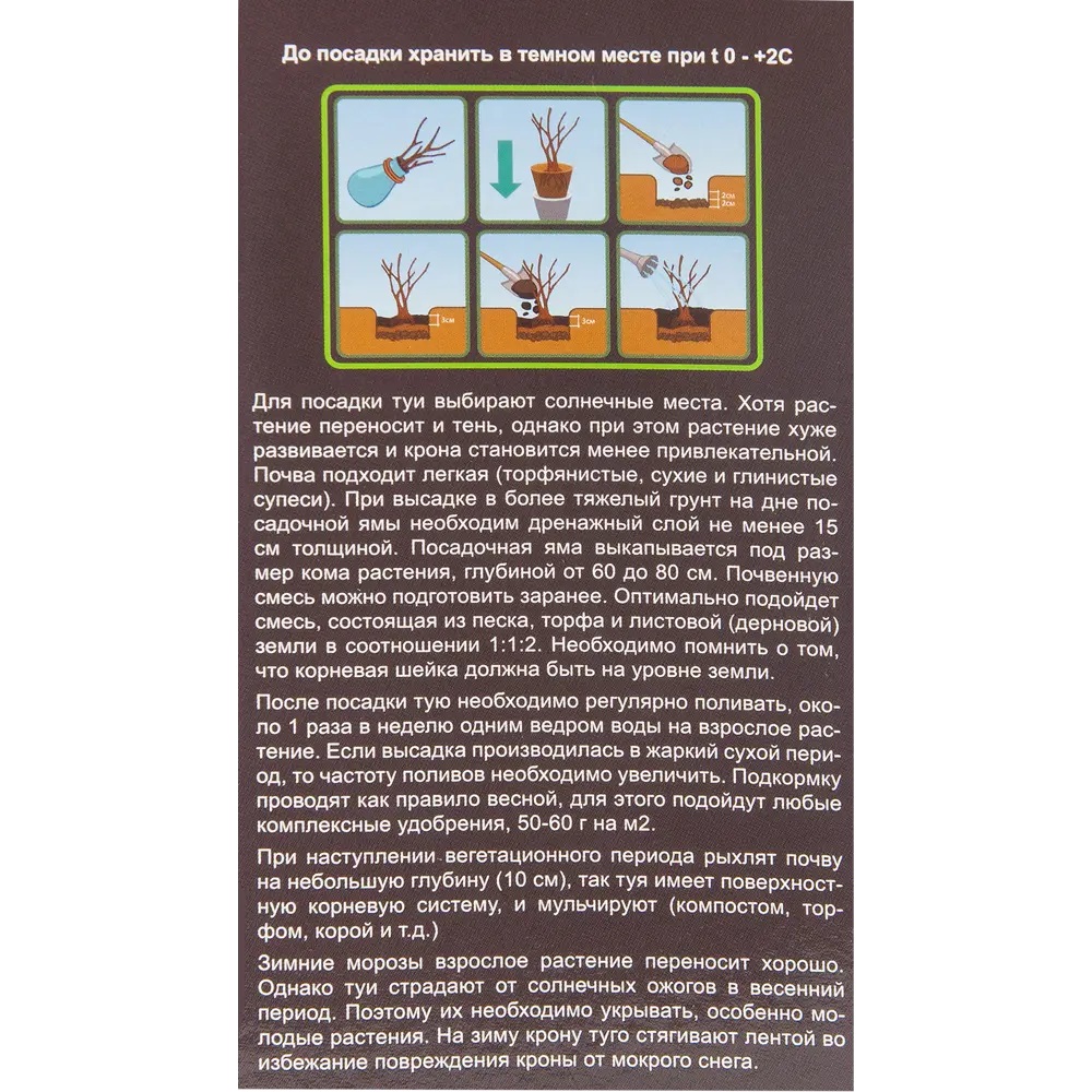 Туя западная Смарагд в тубе BLOOMING LIFE STLM-2179482 - Вид №2