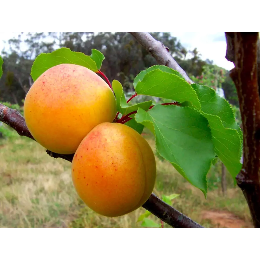 Абрикос «Монастырский» C7 высота 110 см ВСЕ В САД STLM-2211656