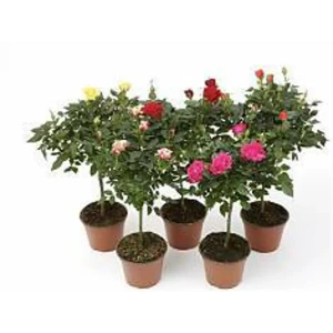 Роза штамбовая микс ø25 h120 см 85324138 STLM-2136742