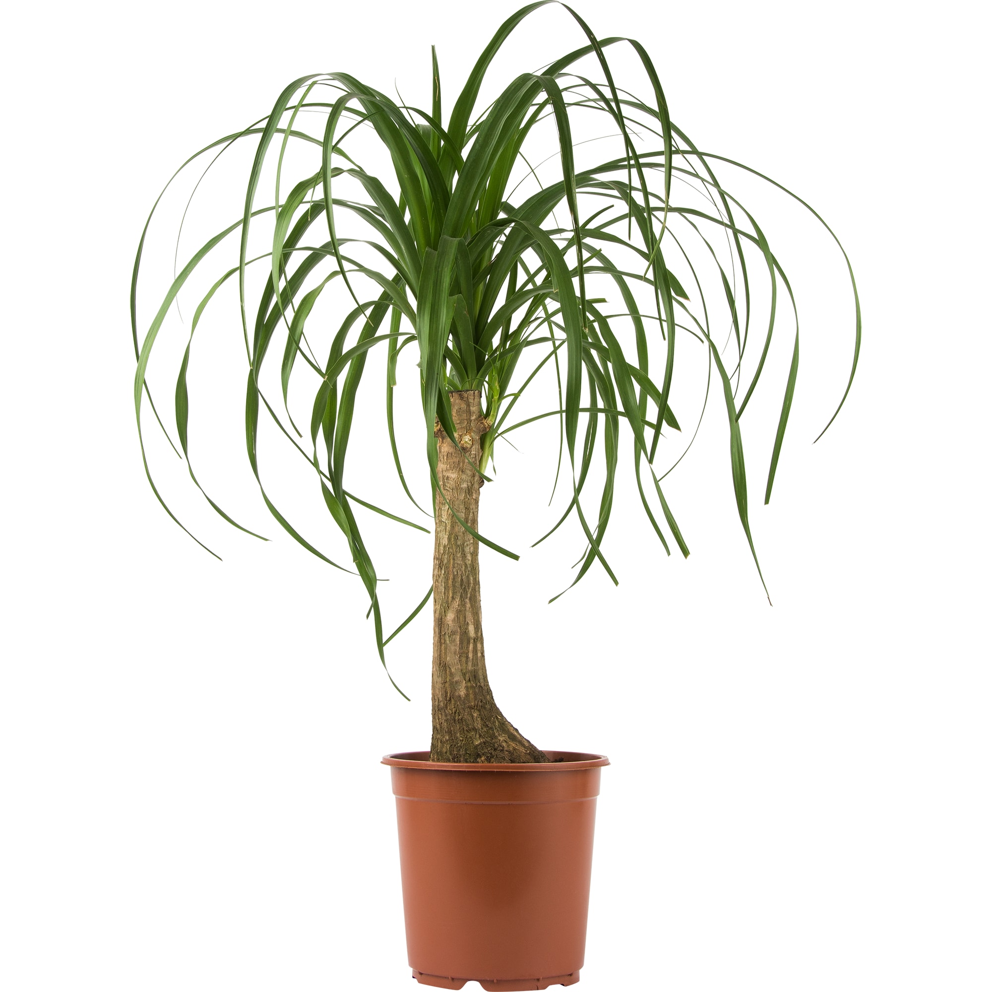 82892074 Нолина 21x60 см Santreyd  - Вид №2