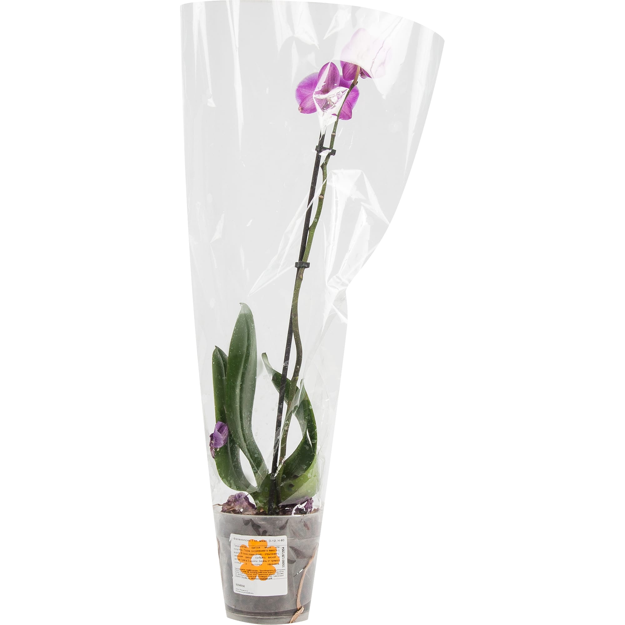 82548556 Орхидея Фаленопсис микс 1 стебель ø12 h60 см Santreyd  - Вид №3