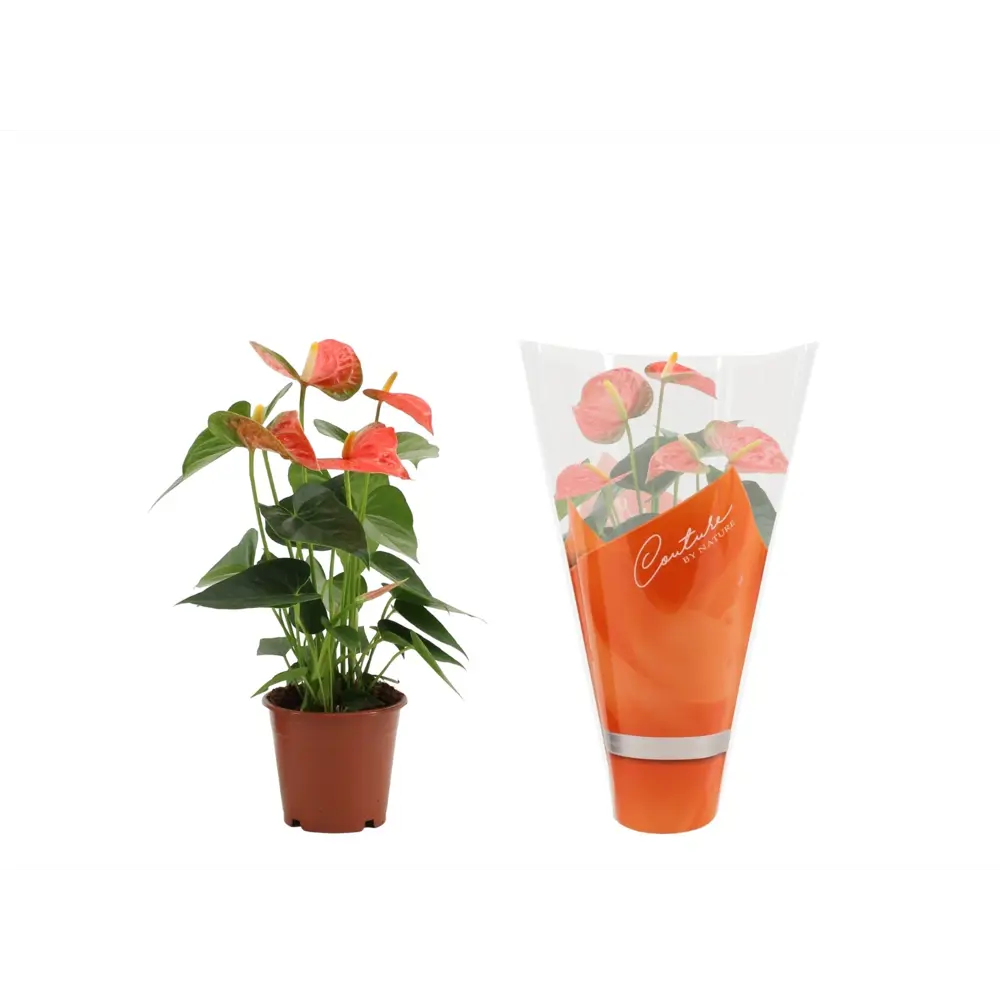 Антуриум Принс Оранж - комнатное цветущее растение в горшке ø12 см 89434571 Santreyd STLM-1582772