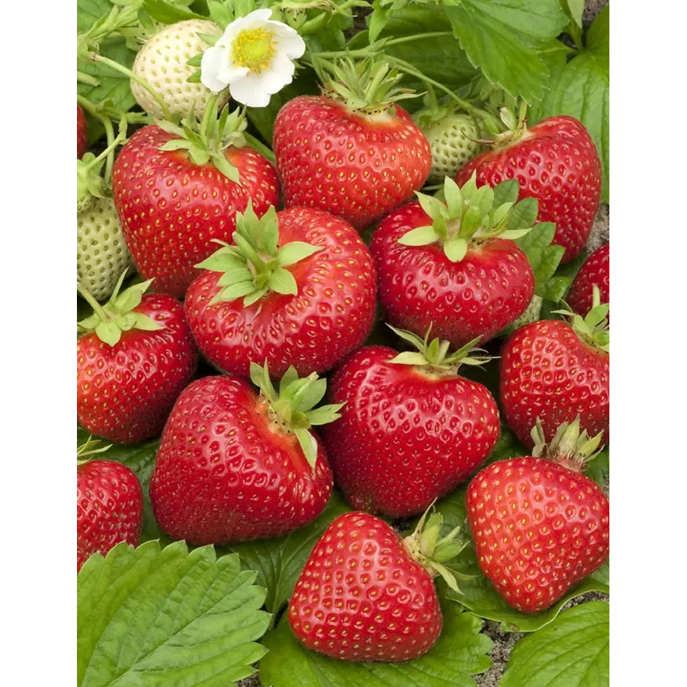 Земляника Полка ø9 h15 см PLANTMARKET STLM-2150955