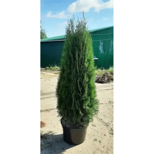 Туя западная Смарагд ø44 h140 - 160 см 82779889 STLM-2062195