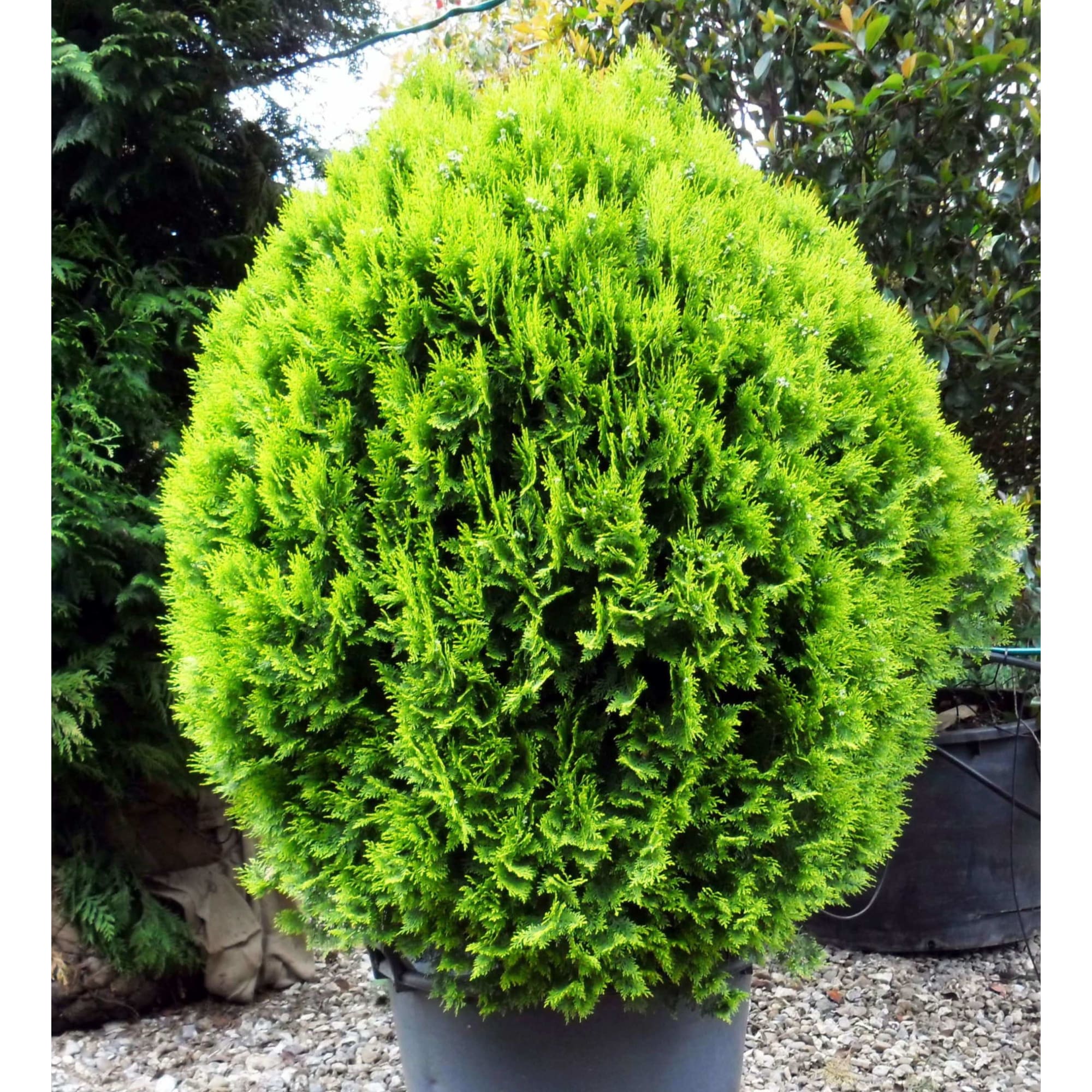 82625365 Туя западная «Вареана Лютесценс» 40x40-60 см Santreyd  - Вид №2