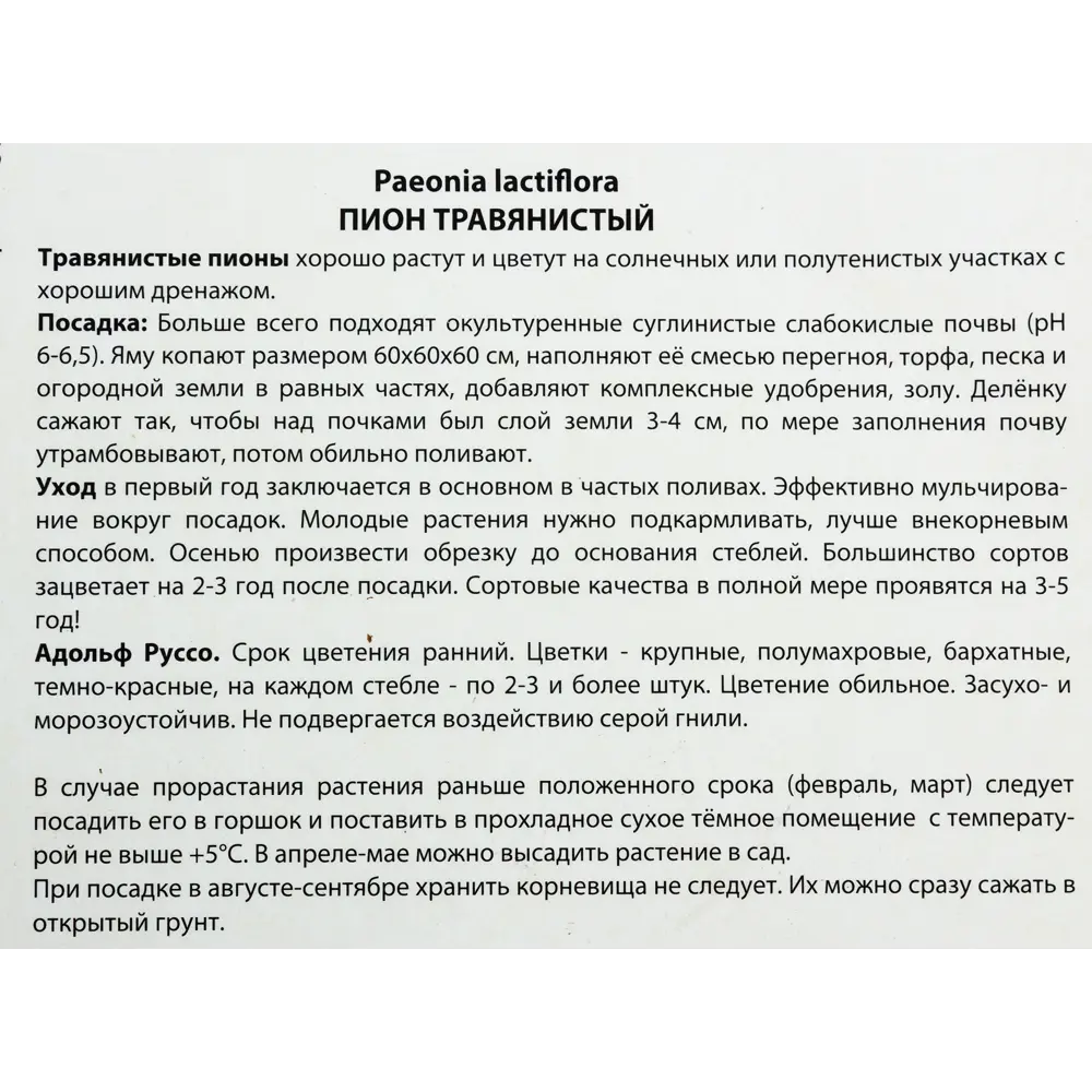Пионы травянистые «Адольф Руссо», 1 шт. 82118746 STLM-2070955 Santreyd  - Вид №2