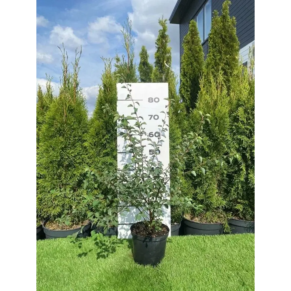 Спирея Вангутта h60 - 80 см 89355342 STLM-2192565 Santreyd 