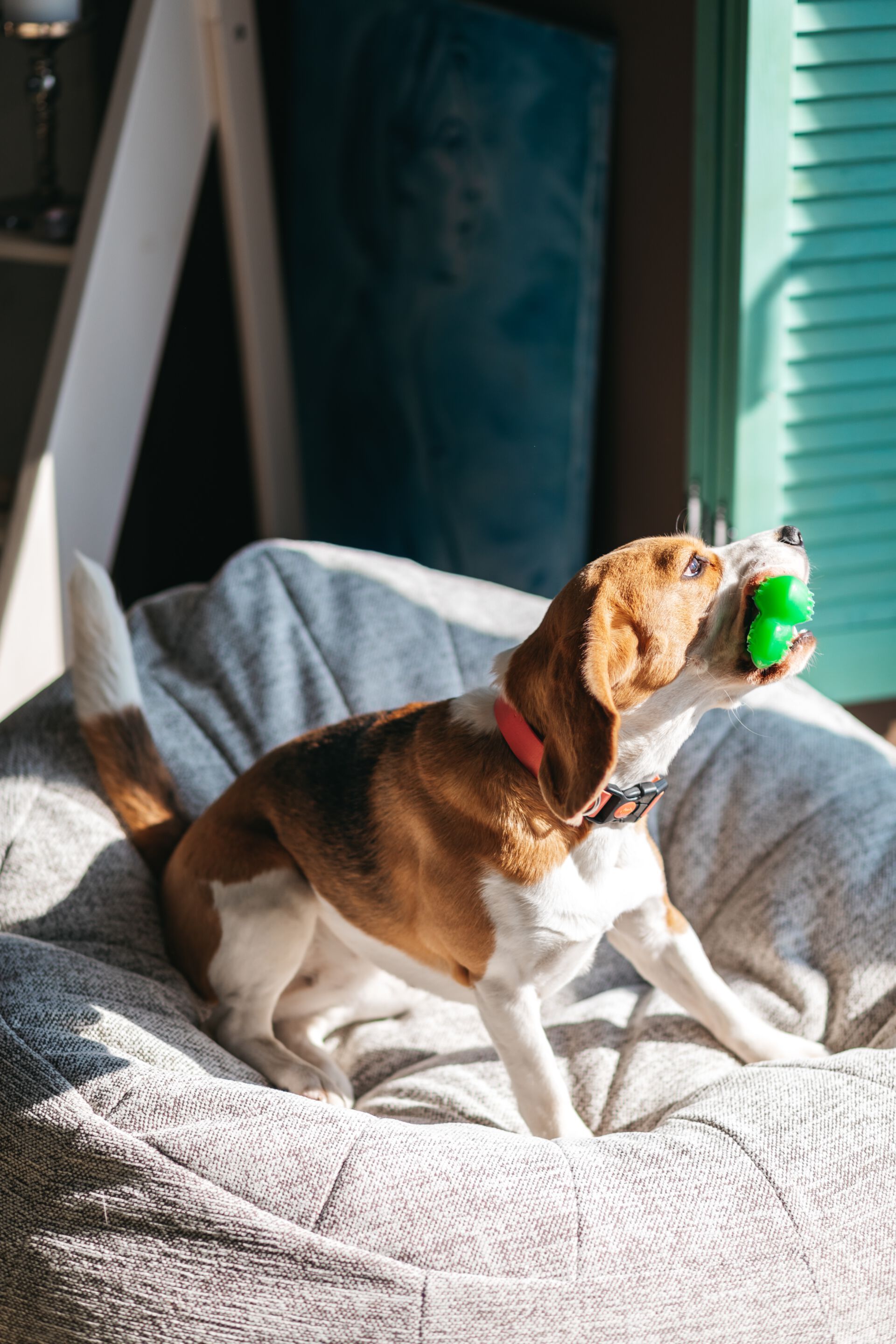 Ткань мешок сад стул Joyf Beanbags ARCH-00061481 - Вид №17