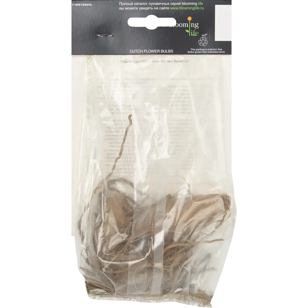 Георгина Инглиш Брекфаст 1 шт BLOOMING LIFE STLM-2088498 - Вид №2