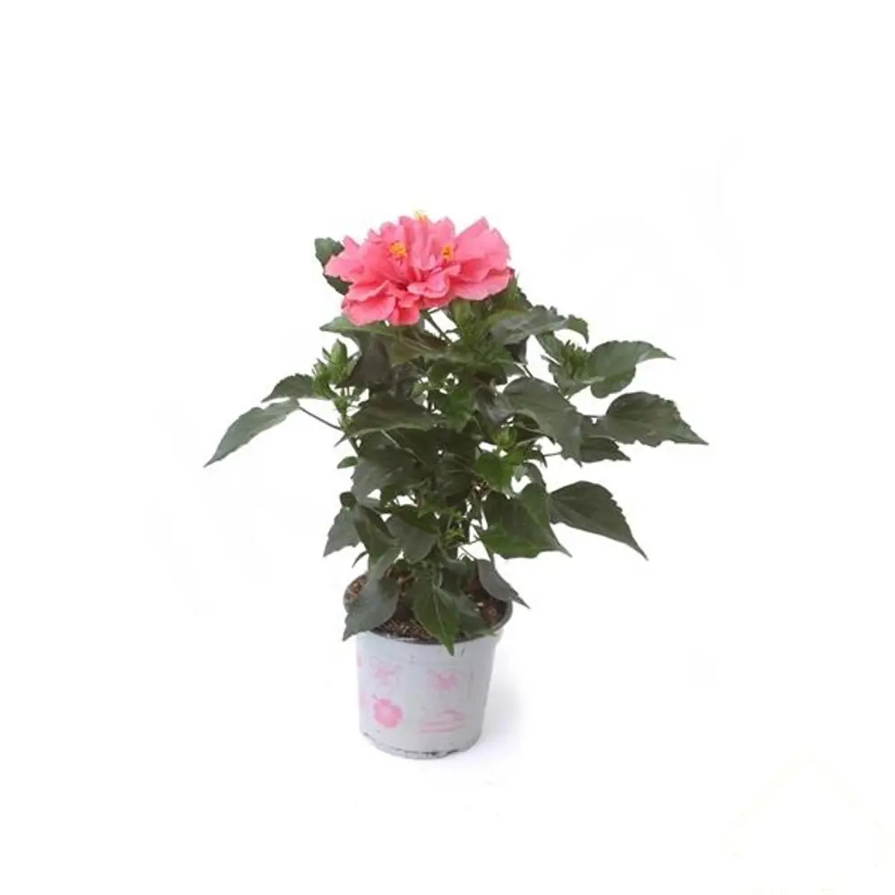 Гибискус микс 12х20-50 см 11821170 STLM-2077015 Santreyd 