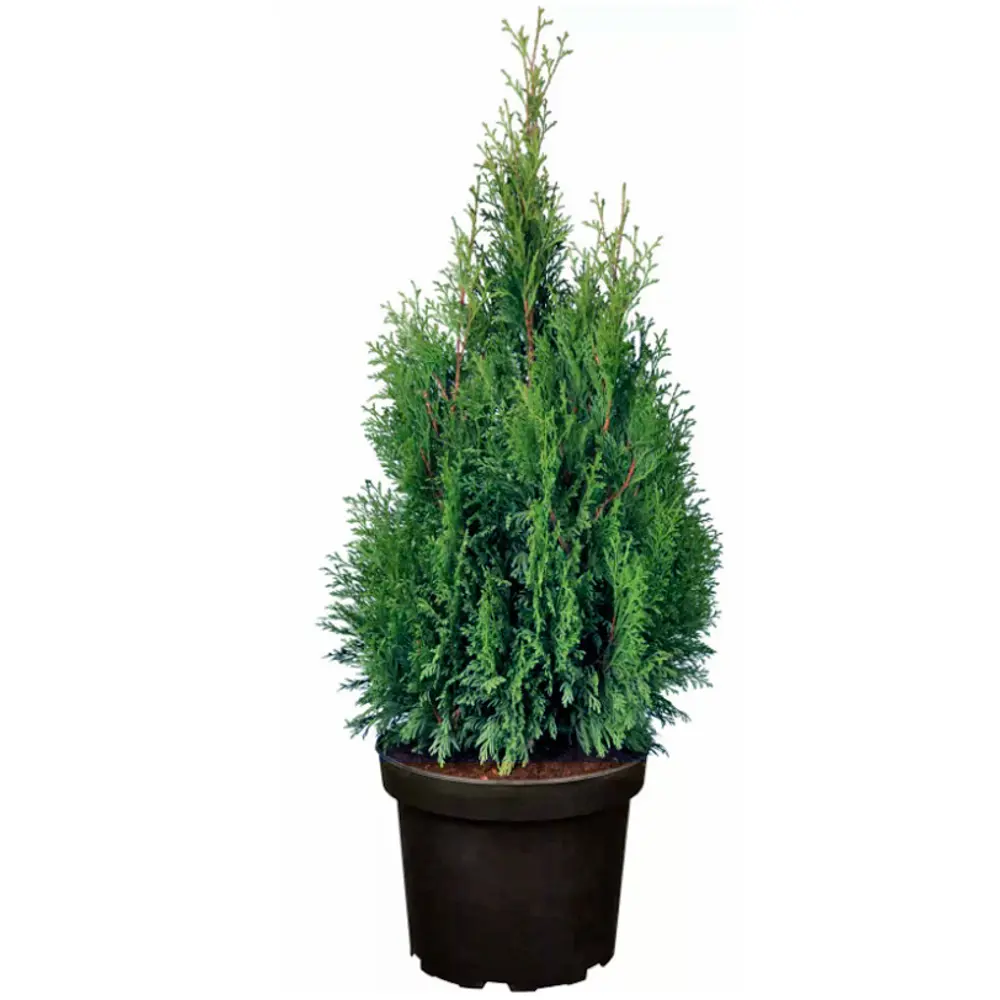 Туя западная Смарагд ø14 h60 см PLANTMARKET STLM-2011462