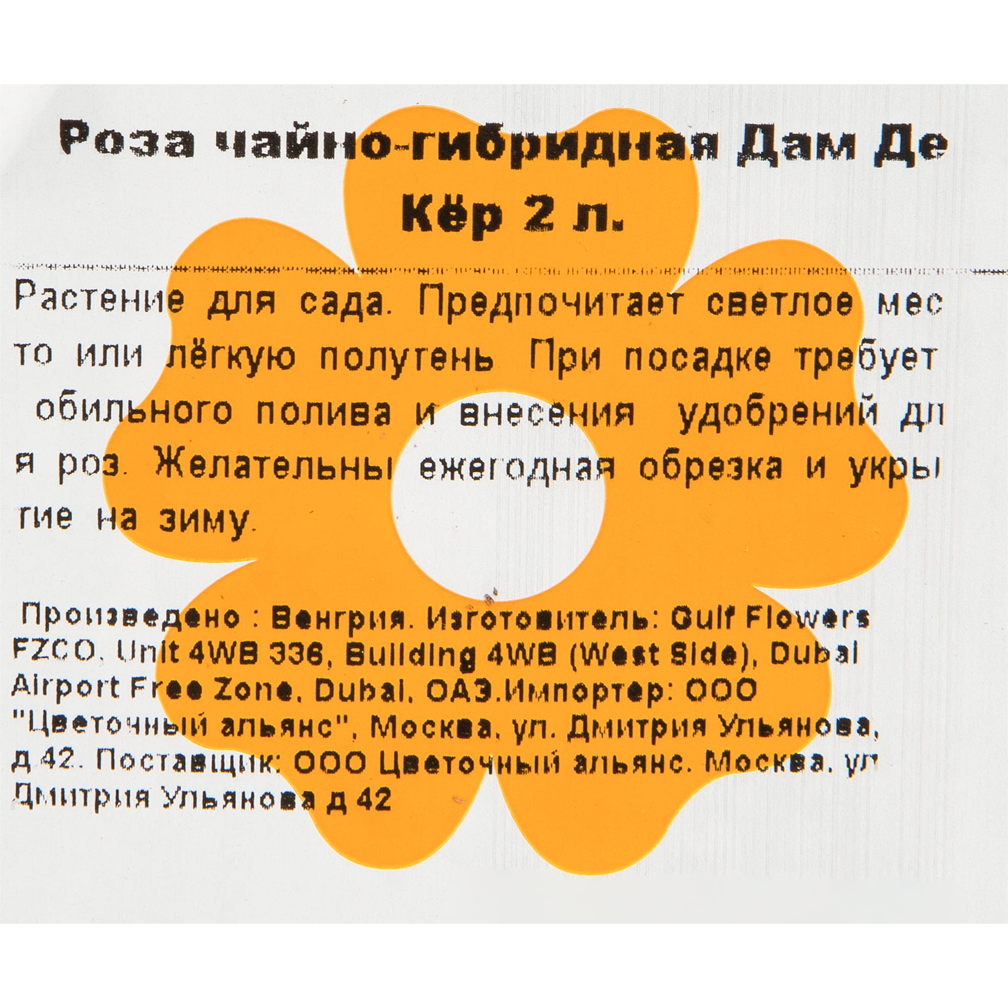 82155576 Роза чайно-гибридная Дам Де Кёр 2 л Santreyd  - Вид №1