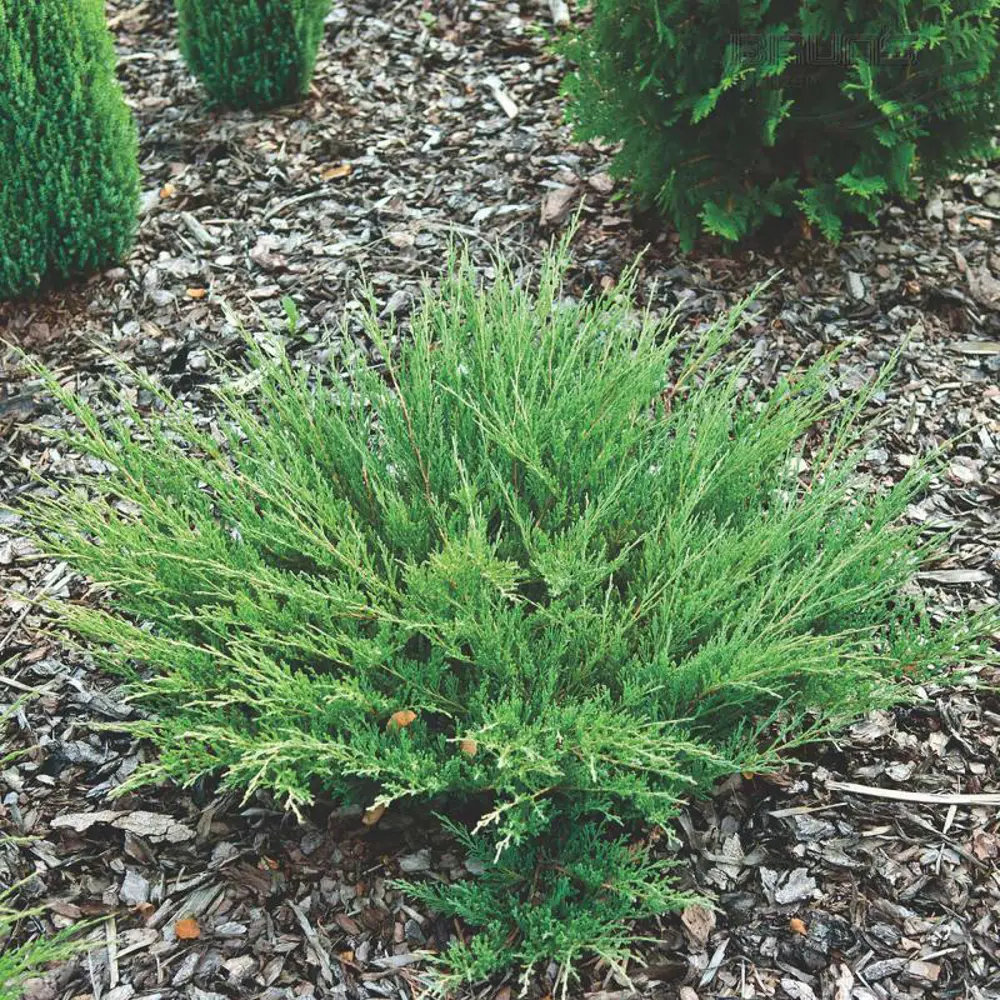 Можжевельник горизонтальный Андорра Компакта ø13 h20 - 25 см PLANTMARKET STLM-2056562