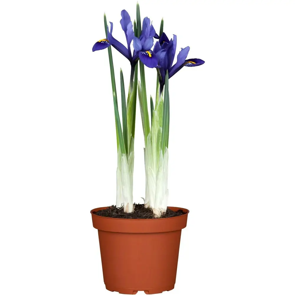 Ирисы Даймонд Коллекшен микс ø9 h15 см 89453885 STLM-2184756 Santreyd 