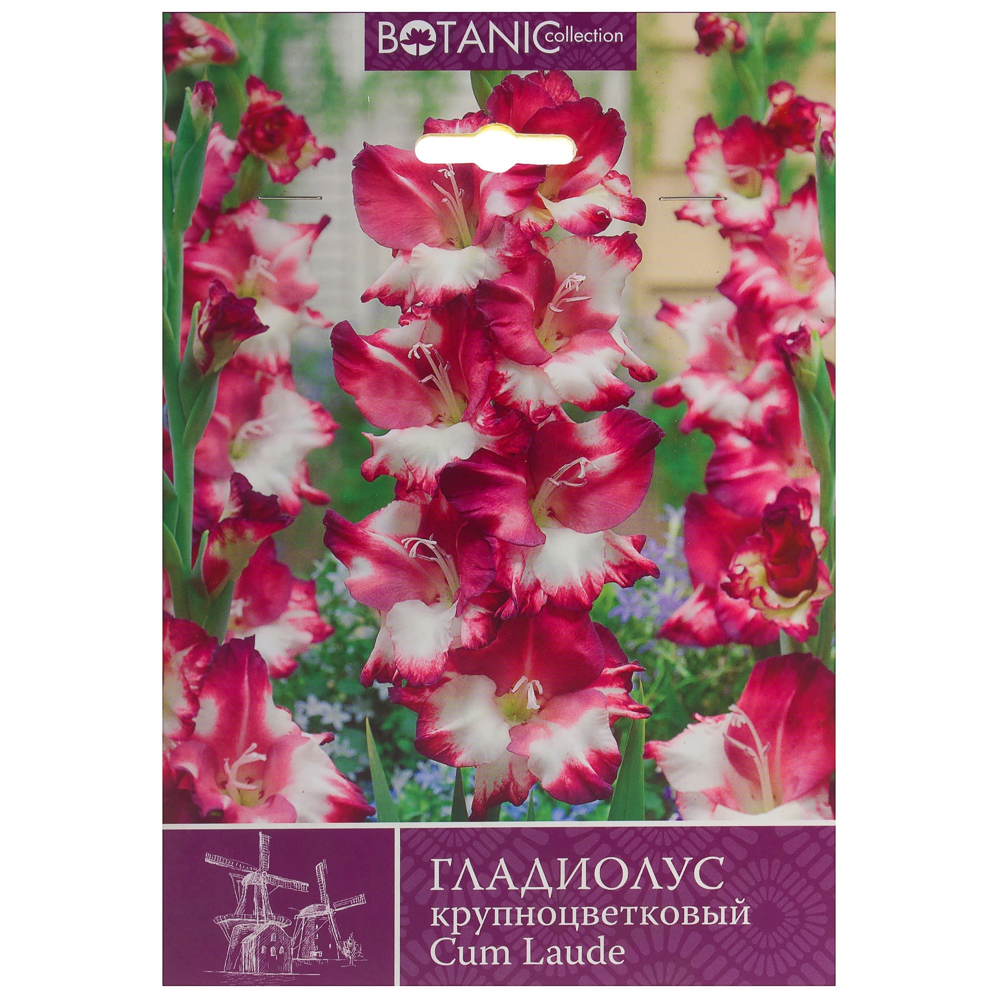 81945872 Гладиолус крупноцветковый «Кум Лауде» Santreyd 