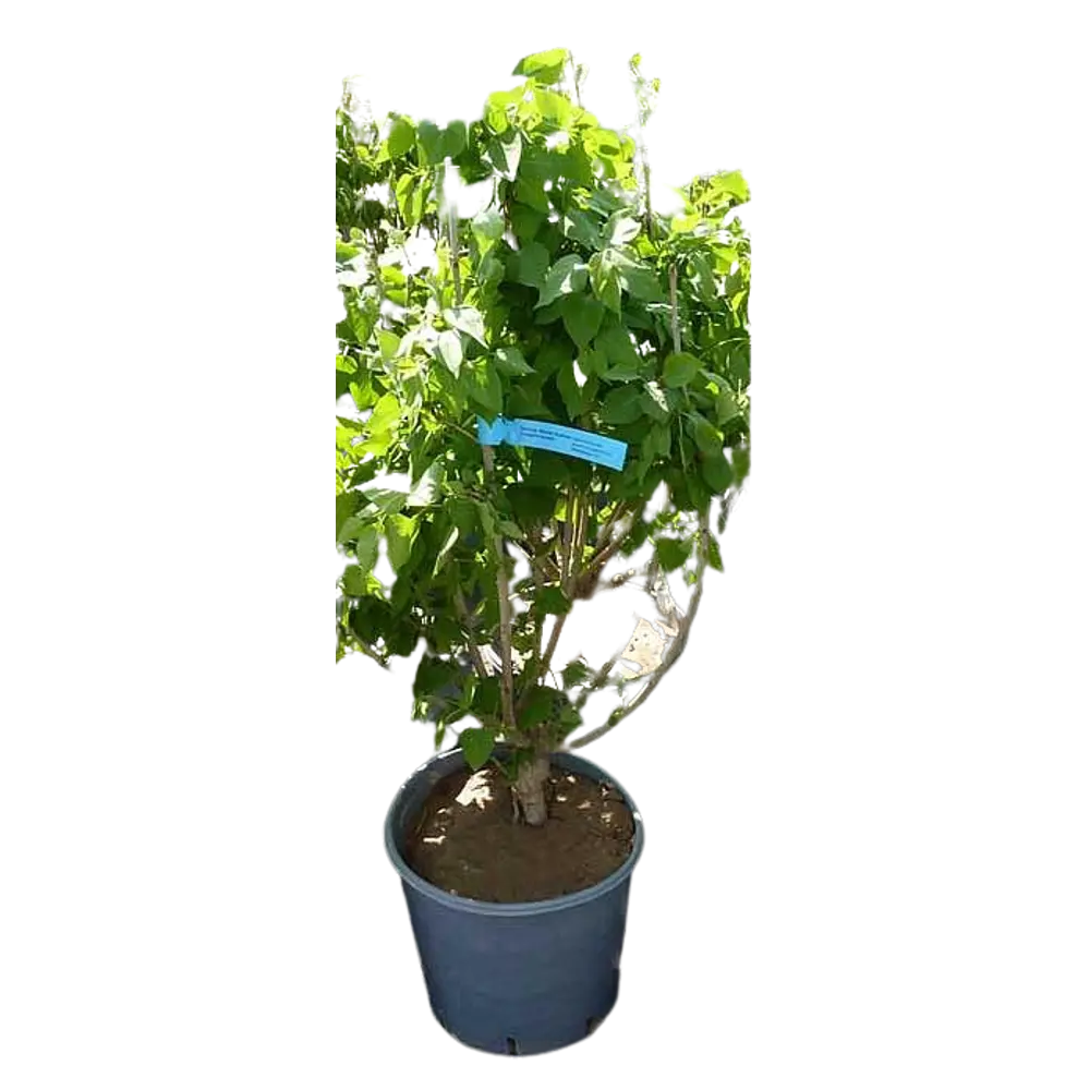 Сирень Русская Песня ø9 h15 см PLANTMARKET STLM-2150975