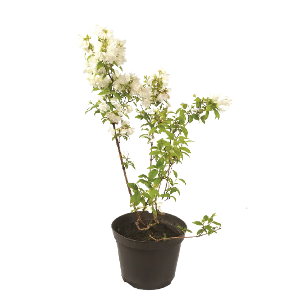 Чубушник Сноубель ø9 h15 см PLANTMARKET STLM-2176056