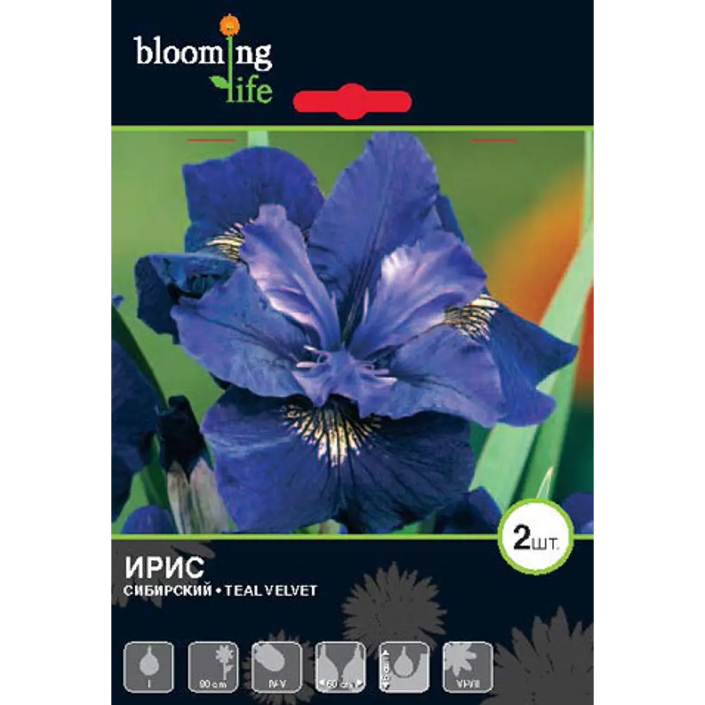 Ирис сибирский «Тил Вельвет» BLOOMING LIFE STLM-2175756