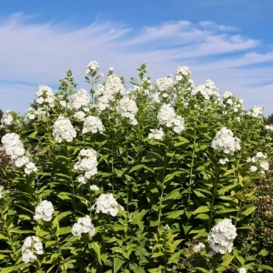 Флокс Вайт Адмирал ø15 h20 см