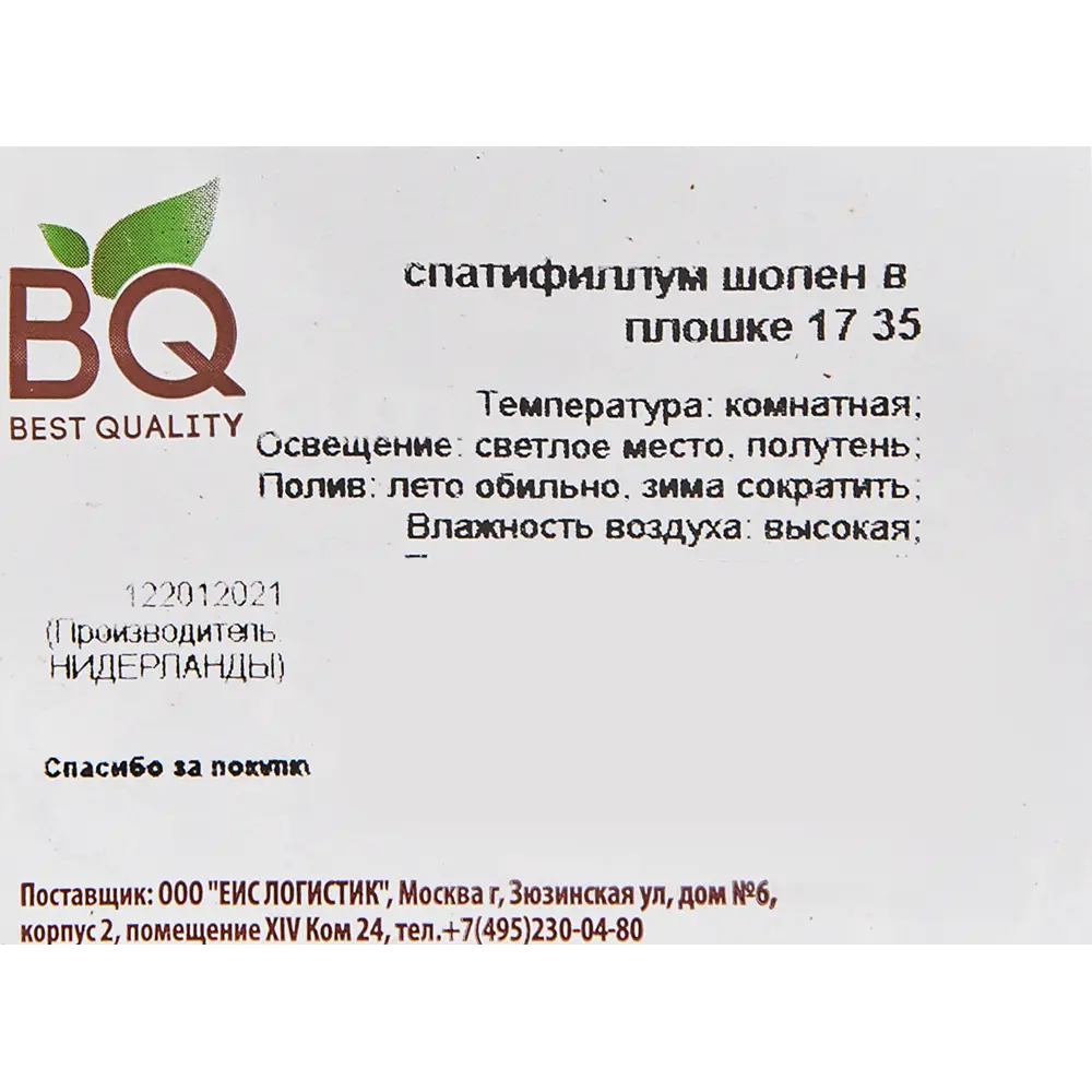 Спатифиллум Шопен Santreyd - элегантное комнатное растение с ароматным цветением 82579841 STLM-0030538 - Вид №2