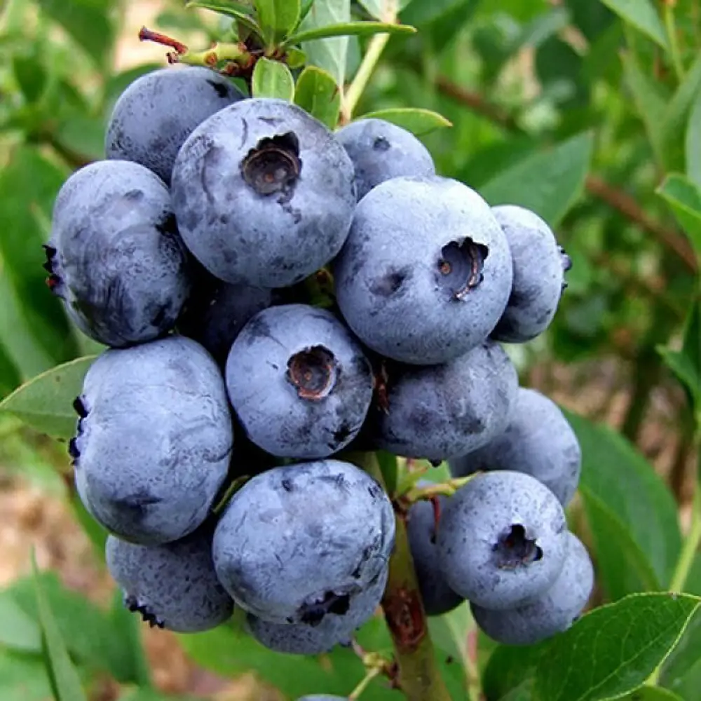 Голубика Эллиот ø10 h15 см 84834893 STLM-2169139 PLANTMARKET 