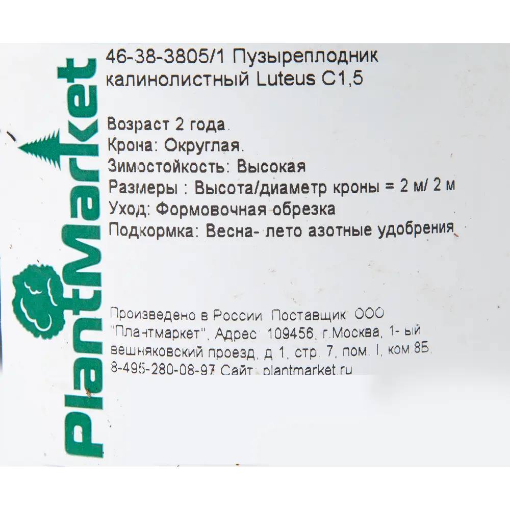 Пузыреплодник калинолистный «Лютеус» C1.5 PLANTMARKET STLM-2198331 - Вид №1
