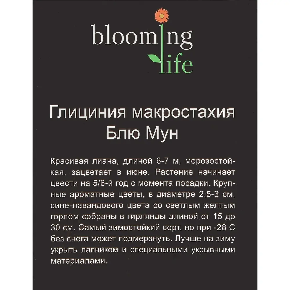 Глициния Макростахия «Блю Мун» (в тубе) 81948513 STLM-2104374 Santreyd  - Вид №2