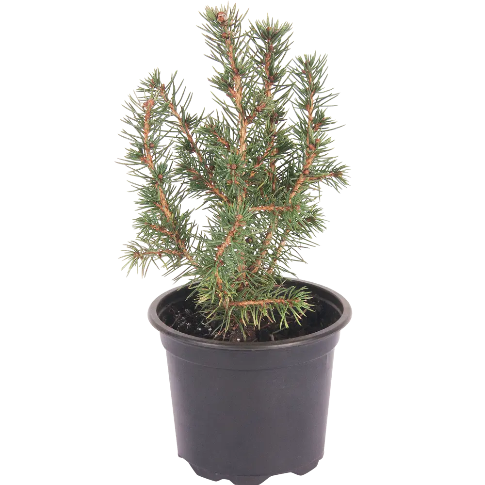 Ель живая «Глауконика», высота 20 см, в горшке (диаметр 9 см) Santreyd STLM-2150361