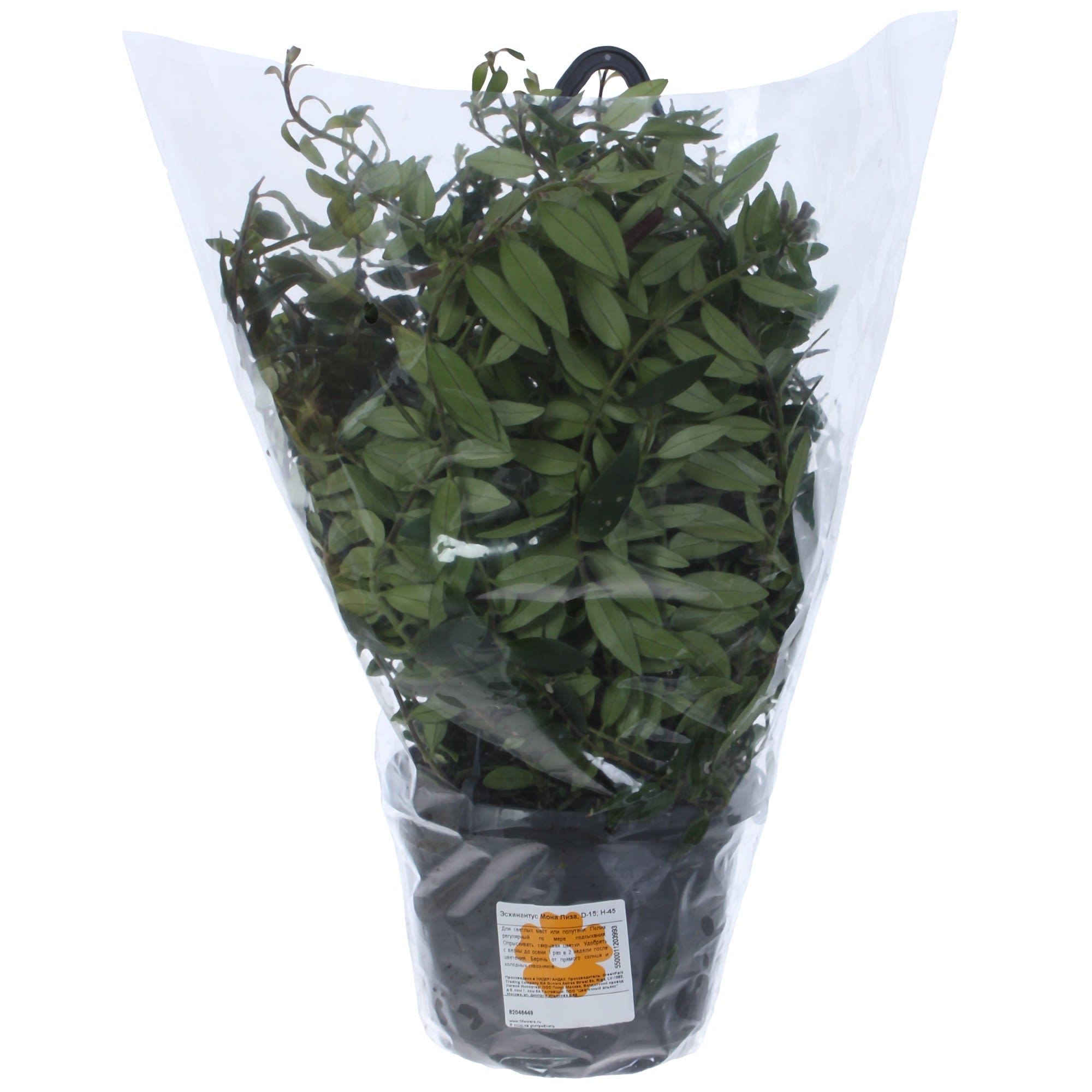 82046449 Эсхинантус «Мона Лиза» Santreyd  - Вид №1