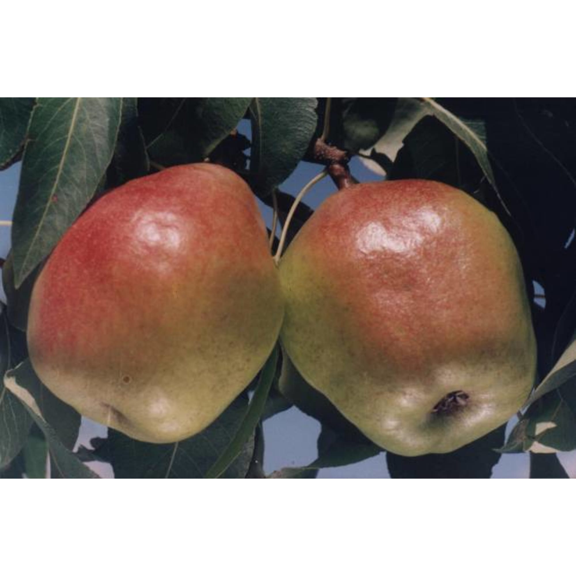 82596972 Груша «Изумрудная» C4 высота 140 см Santreyd  - Вид №2