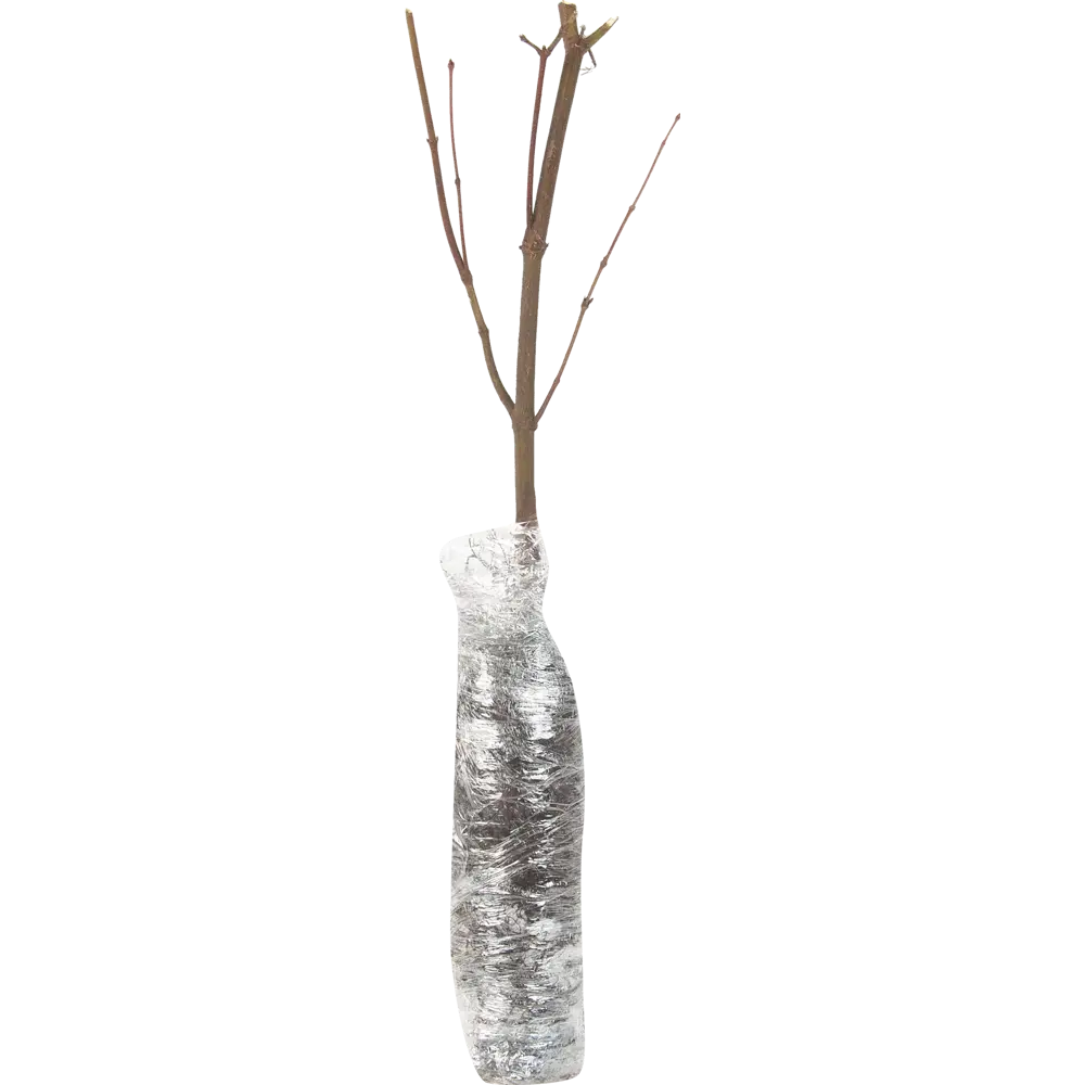 Клён веерный Атропурпуреум в тубе BLOOMING LIFE STLM-2044904 - Вид №1