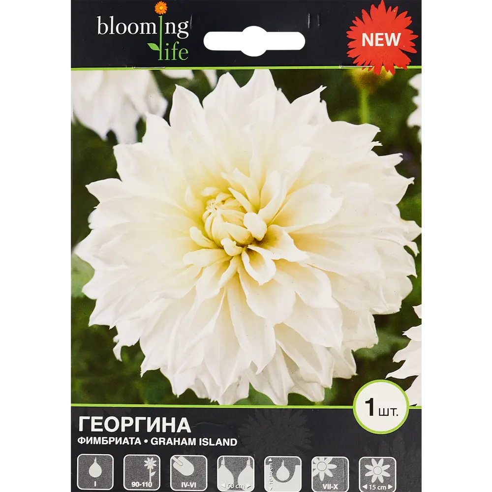Георгина Фимбриата Грехем Айленд 1 шт BLOOMING LIFE STLM-2001123