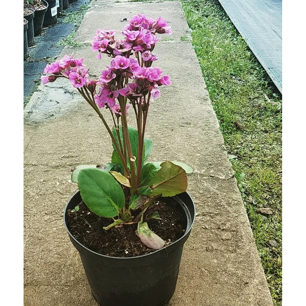 Бадан гибридный микс - декоративный кустарник для сада 89392147 Santreyd STLM-1583760