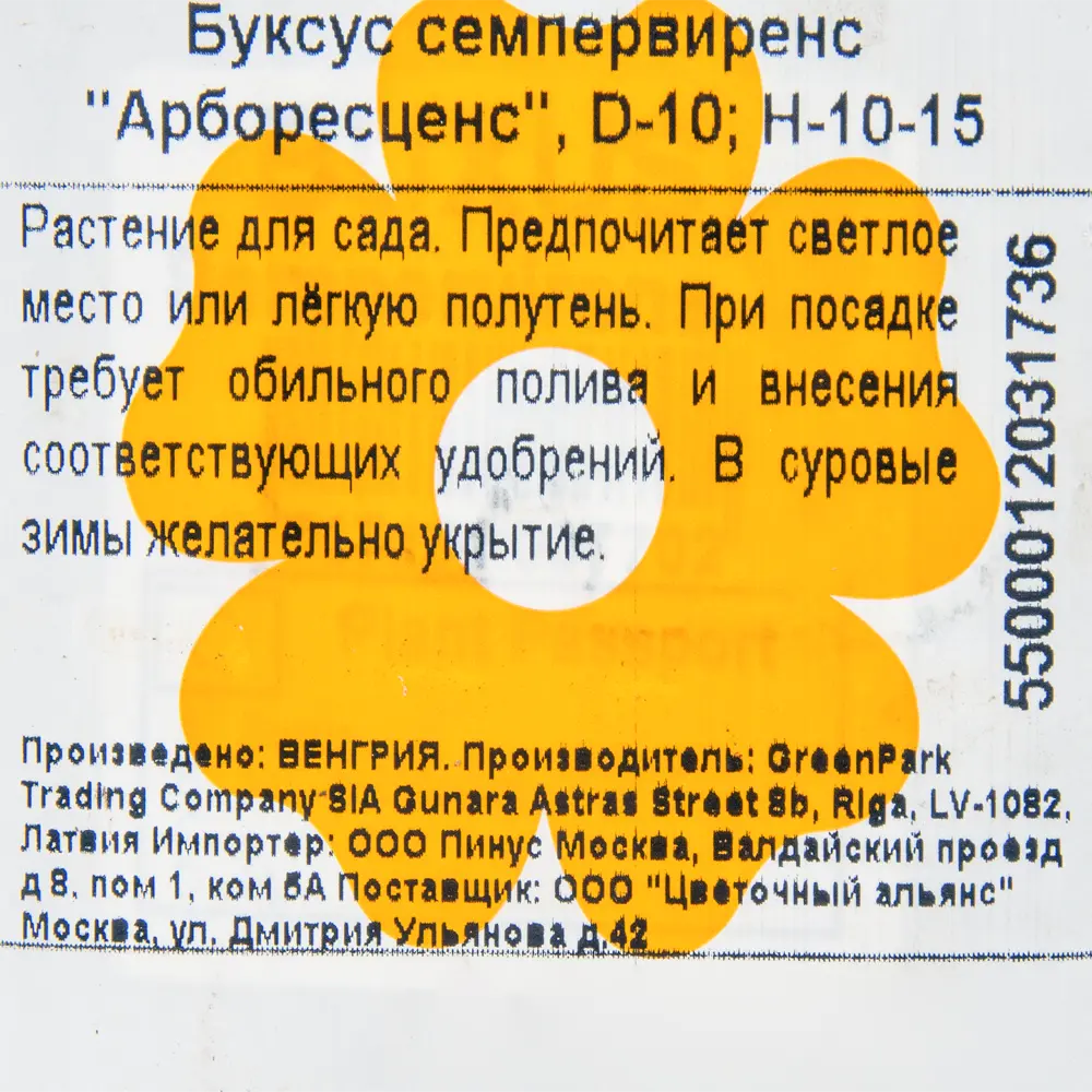 Буксус «Арборесценс», 10x10-15 см 18381471 STLM-2041851 Santreyd  - Вид №1