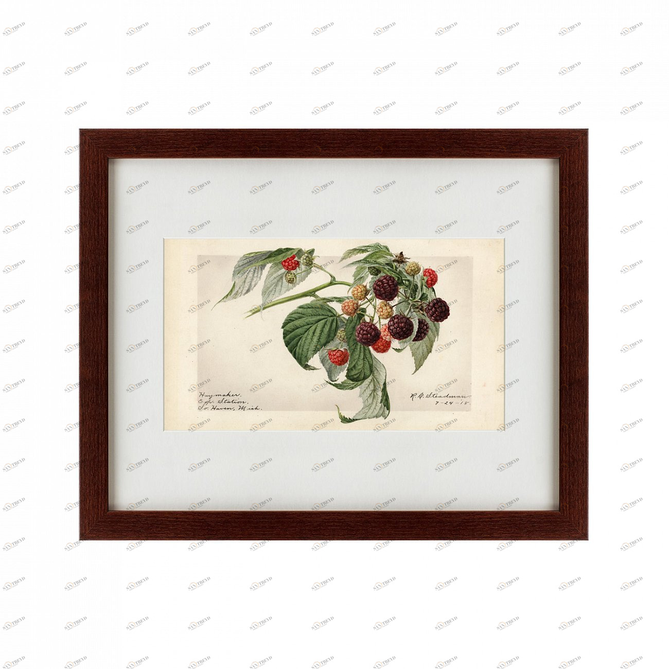 Картина в раме 52х42 см Haymaker (purple raspberries), 1918 КАРТИНЫ В КВАРТИРУ  135760 Зеленый;красный;черный;разноцветный 