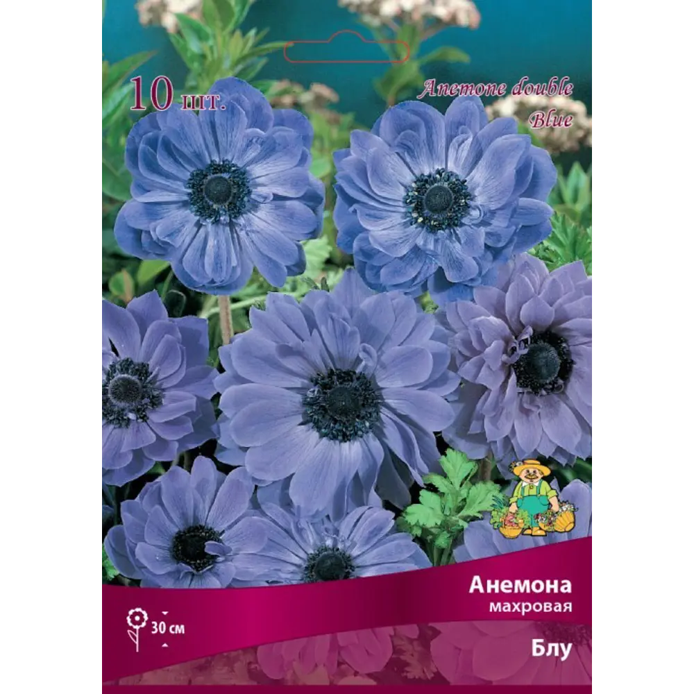 ПОИСК Анемона махровая Блу - голубые пионовидные цветы для сада 83593860 STLM-1563301