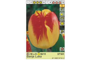 18440977 Луковица Тюльпан Банья Лука 10/11 желто-красный, 5 шт. 37101 HBM
