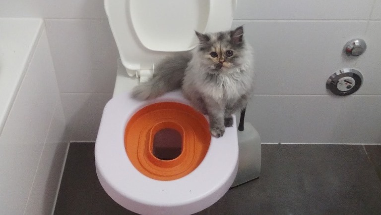 Кошачий лоток, туалет для кошек (53)