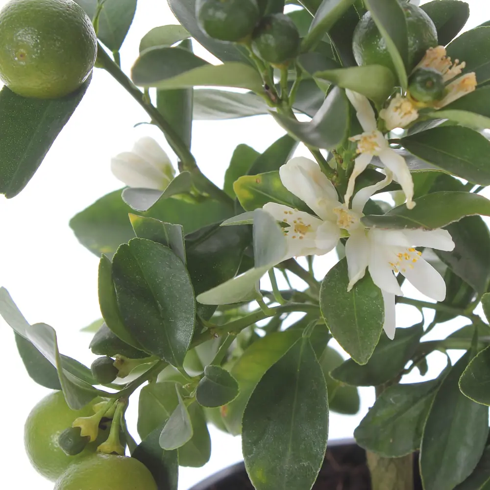 Цитрофортунелла «Microcarpa», 12x30 см 18785900 STLM-2107205 Santreyd  - Вид №1