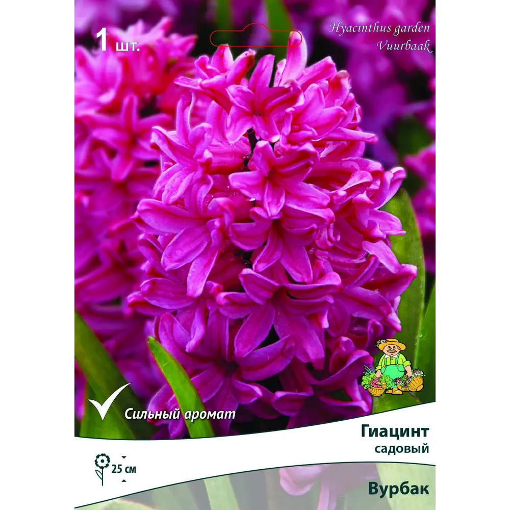 Гиацинт садовый «Вурбак» размер луковицы 10/11 Santreyd STLM-2195659
