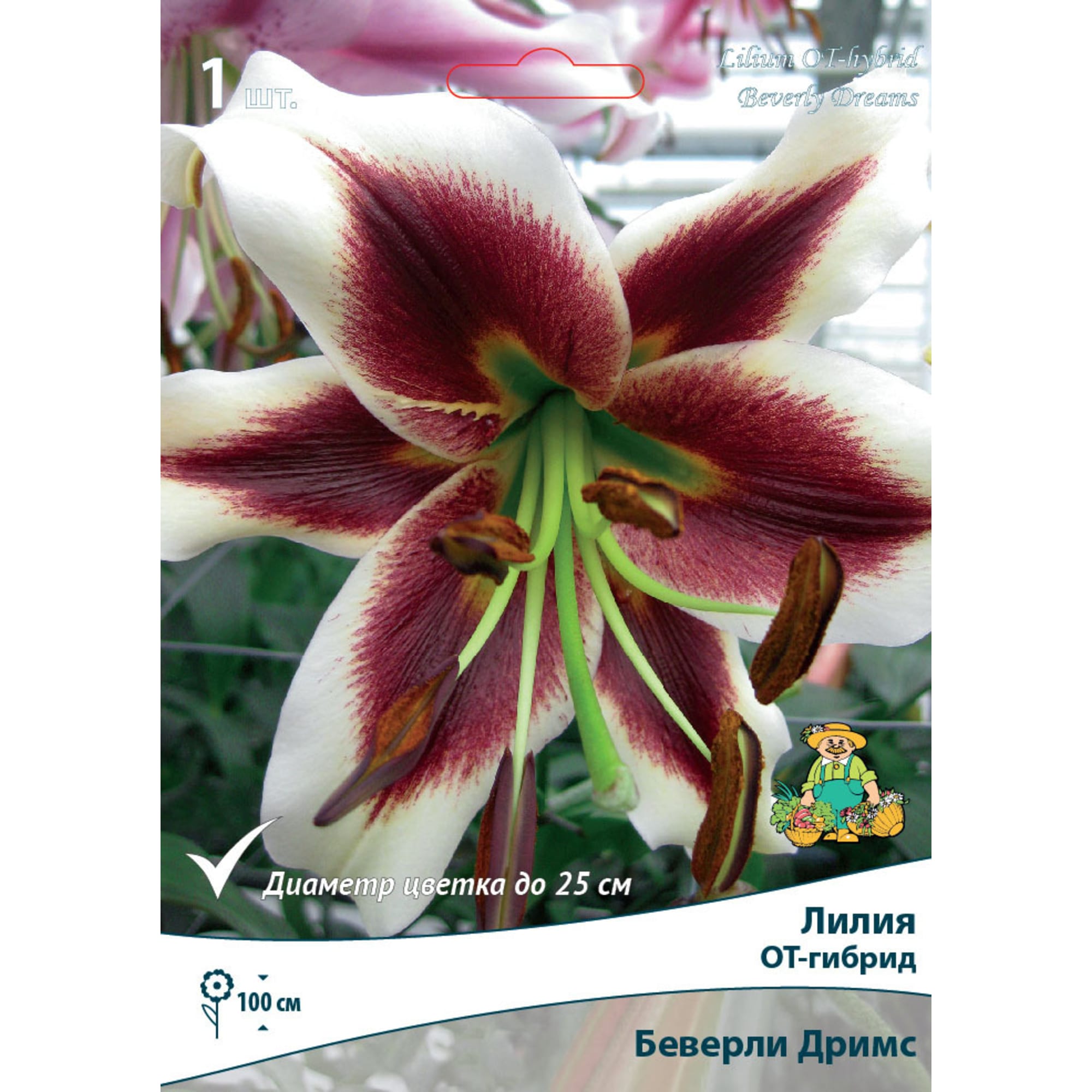 82530243 Лилии ОТ-Гибриды Беверли Дримс Santreyd 