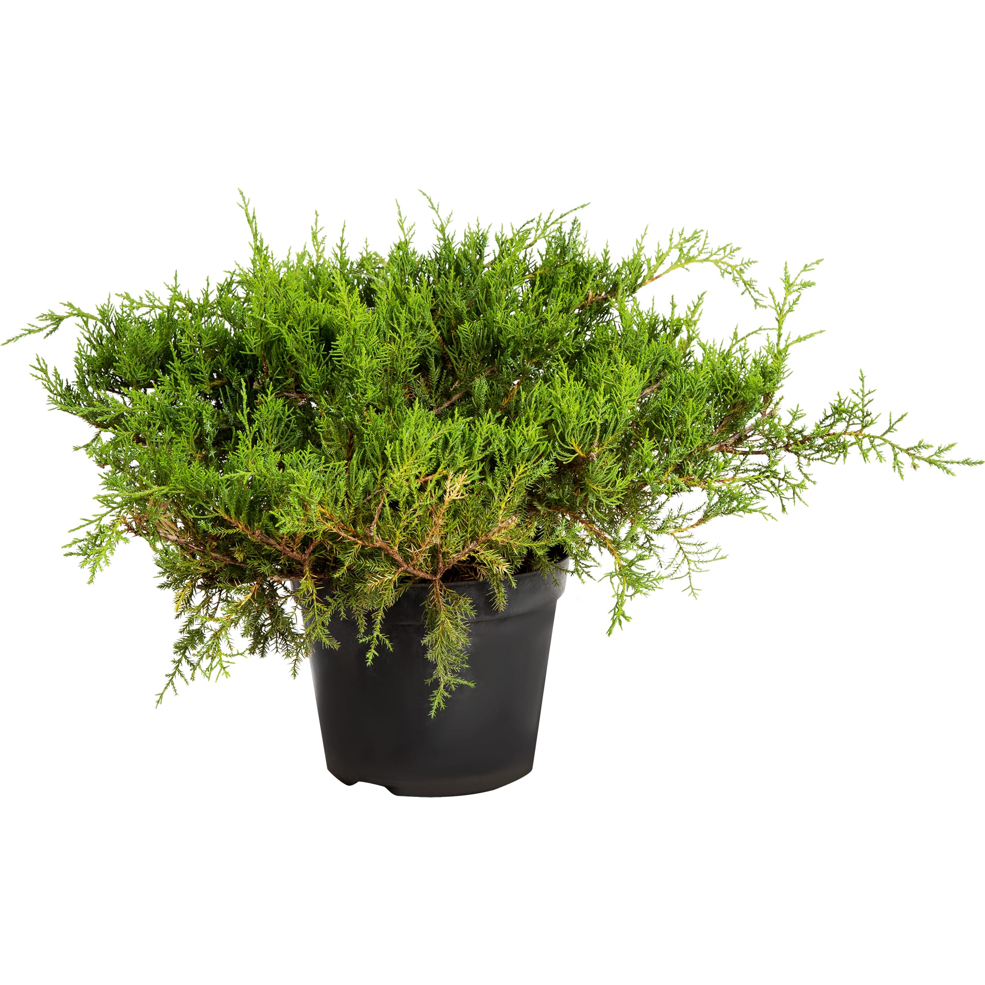 82176359 Можжевельник казацкий «Тамарисциф» 5-7.5 л 40 см Santreyd 